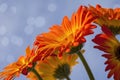 Blooming Orange Gerby Daisies Royalty Free Stock Photo