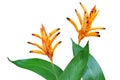 Blooming Orange Heliconia Flowers with Green Leaves Isolated on White Background