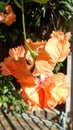 Blooming orange Hibicus flower in tropical garden Royalty Free Stock Photo
