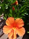 a blooming orange hibiscus flower with buds on the side of a beautiful path with fresh green leaves