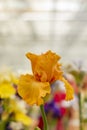 Blooming orange iris flower Royalty Free Stock Photo