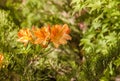 Blooming orange Japanese rhododendron flowers