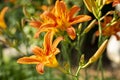 Blooming orange lilies under the sun rays on the flower bed in the garden. Royalty Free Stock Photo