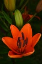 Blooming orange Lily flower and buds Royalty Free Stock Photo