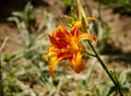 Blooming orange lily flower in the garden. Covered plan. Tiger lily