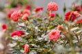 Blooming orange Miniature Rose on tree with blur background Royalty Free Stock Photo