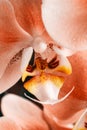 Blooming orange Orchid. Flora, nature. Orhidea Phalenopsis home flower.