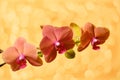 Blooming orange orchid on a yellow background with bokeh