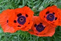 Blooming Orange Oriental Poppies Flowering in the Spring