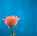 Blooming orange pink rose with water drops and blue grunge acrylic abstract texture handmade artwork background. Copy space. Royalty Free Stock Photo