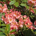 Blooming orange rhododentron Royalty Free Stock Photo