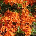 Blooming orange rhododentron Royalty Free Stock Photo