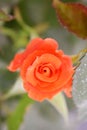 blooming orange rose in sinlight Royalty Free Stock Photo