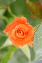 blooming orange rose in sinlight Royalty Free Stock Photo