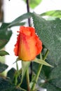 blooming orange rose in sinlight Royalty Free Stock Photo