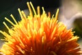 Blooming Orange Safflower closeup in Summer Time