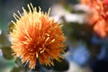 Blooming Orange Safflower closeup in Summer Time