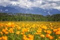 Blooming orange Trollius on background of mountains, Buryatia, Russia