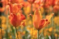 Blooming orange tulips