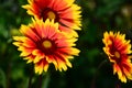 Blooming orange and yellow daisy flower closeup. soft deep green background Royalty Free Stock Photo