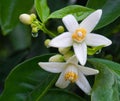 Valencian orange and orange blossoms Spain Royalty Free Stock Photo