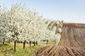 blooming orchard in spring with a field, Czech Republic Royalty Free Stock Photo