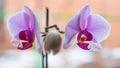 Blooming orchid beautiful flower in purple shades orchid sprout close-up. Flower garden