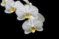 Blooming orchid branch isolated on black background close-up Royalty Free Stock Photo