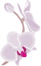 Blooming orchid branch