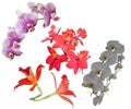 Orchids flower bloom blossom background nature beautifil color Royalty Free Stock Photo