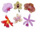 Orchids flower bloom blossom background nature beautifil color Royalty Free Stock Photo