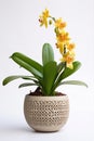 Blooming orchid in ceramic flower pot on white background. Potted exotic house plant, interior detail Royalty Free Stock Photo