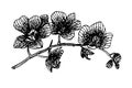 Blooming orchid phalaenopsis garland branch graphics ink sketch illustration