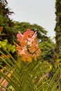 Blooming orchids, garden marina, Singapore