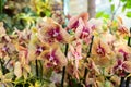 Blooming orchids in the greenhouse. Colored Orchid flowers grow in a tropical winter garden