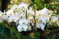 Blooming orchids in the greenhouse. Colored Orchid flowers grow in a tropical winter garden