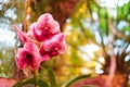 Blooming orchids in the greenhouse. Colored Orchid flowers grow in a tropical winter garden