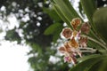 Blooming Orchids or Orchidaceae Colorful Flowers