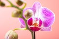 blooming orchids on pink background horizontal composition