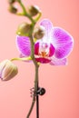 blooming orchids on pink background vertical composition