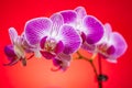 blooming orchids on a red background horizontal composition