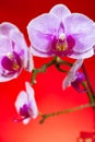 blooming orchids on a red background vertical composition