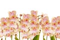 Blooming orchids with soft lighting for project design