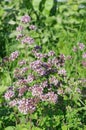 Oregano Lat. Origanum vulgare blooms in the garden