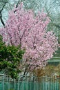 The blooming oriental cherry