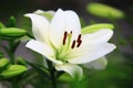 Blooming Oriental Lily,Fragrant Lily flowers