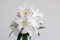 Blooming oriental white lily Lilium in a clear vase frontal view isolated on white