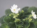 Blooming original white terry violet on a gray background.Botanical background with indoor plants