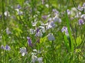 Blooming Orychophragmus violaceus