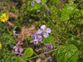 Blooming Orychophragmus violaceus